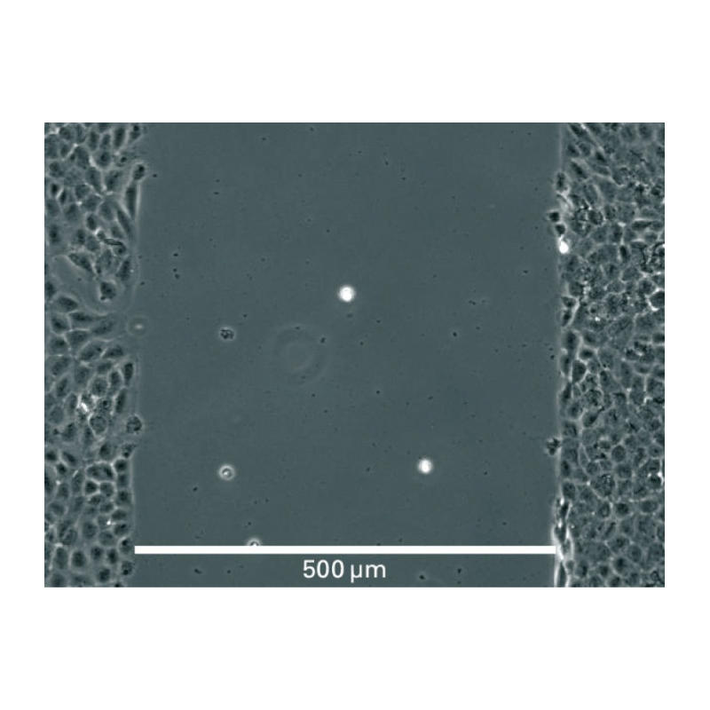 Culture-Insert 2 Well in µ-Dish 35 mm