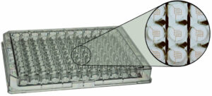 ECIS 96 Well micro titer plate with interdigitated electrodes of 1.96 sqr.mm per well. PET substrate