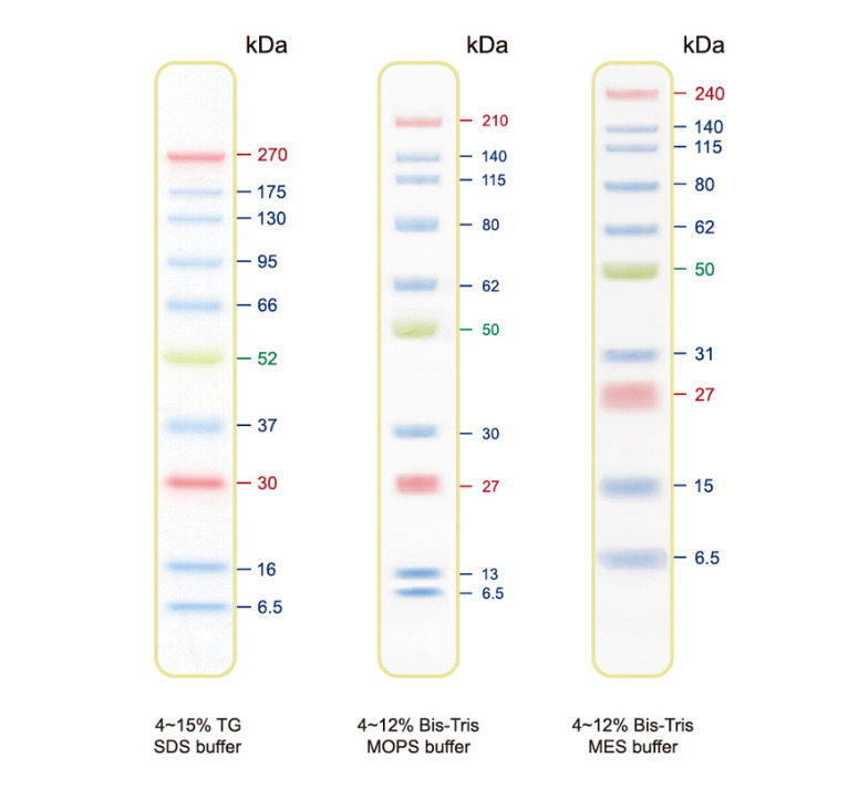 Blue Ultra Pre-stained Protein Ladder (6.5 to 270 kDa)