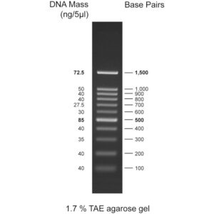 100bp DNA ladder, 100-1500bp