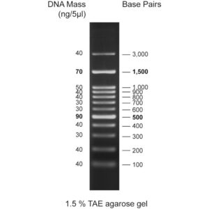 100bp DNA ladder, 100-3000bp