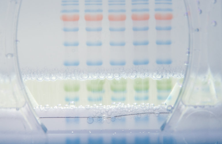 Electrophoresis Reagents