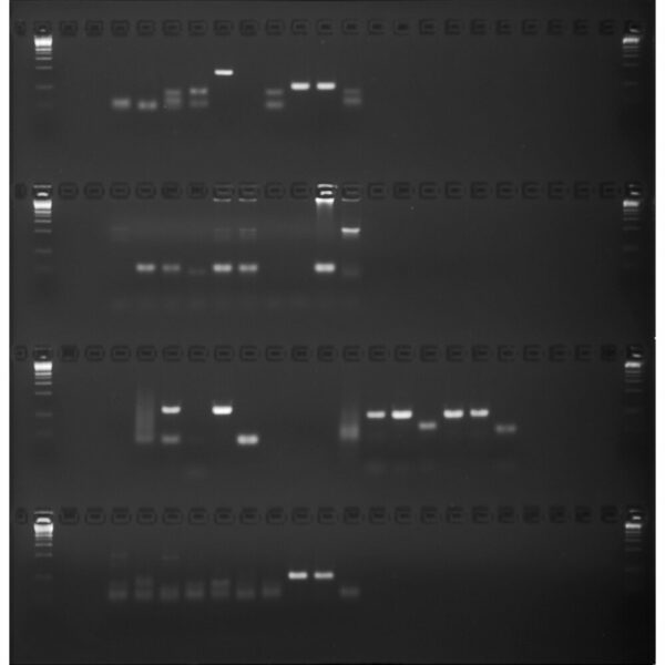 GE-3647_web.jpg