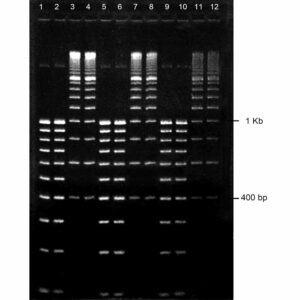 0.8% Agarose, 1X TAE, 12), Portrait, 6.5(w) x 9.5(l)cm, EtBr, 10 gels/Box