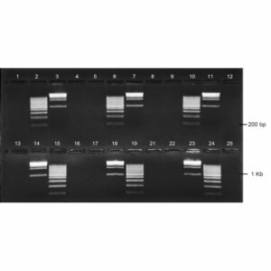 1.5% Agarose, 1X TBE, 2(12+1), Landscape, 11.7(w) x 5.6(l)cm, EtBr, 10 gels/Box