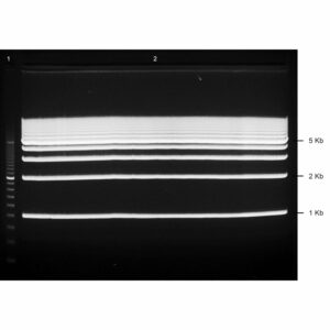 0.8% Agarose, 1X TAE, 5+1, Portrait, 6.5(w) x 9.5(l)cm, EtBr, 10 gels/Box