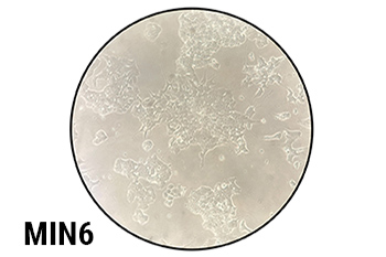 Planet-Safe® Cell Culture Dishes, 100 x 15mm, 375/cs