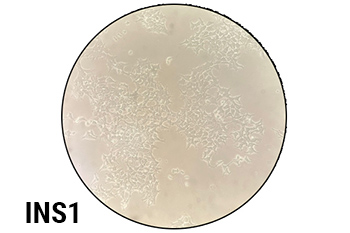 Planet-Safe® Cell Culture Dishes, 100 x 15mm, 375/cs