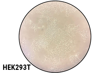 Planet-Safe® Cell Culture Dishes, 100 x 15mm, 375/cs
