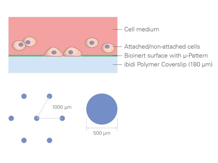 μ-Slide 8 Well high μ-Pattern ibiTreat, cir500, pit1000, hex