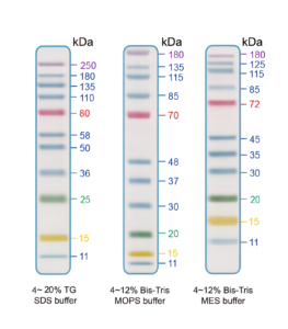 EZEE-11, 11 Pre-stianed Proteins with molecular weights from 11 to 250 kDa 1x500ul vial