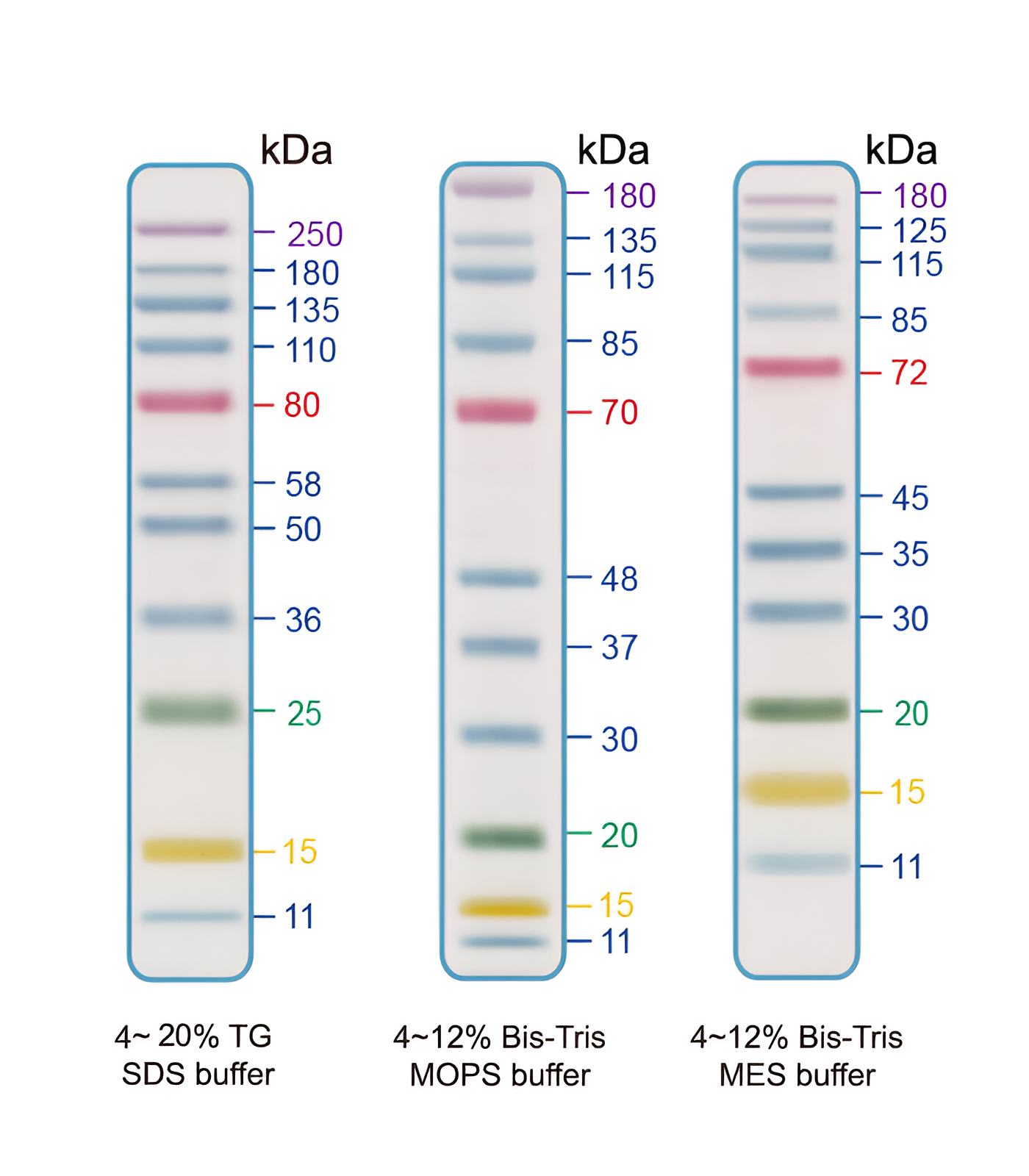 EZEE-11, 11 Pre-stianed Proteins with molecular weights from 11 to 250 kDa 1x500ul vial