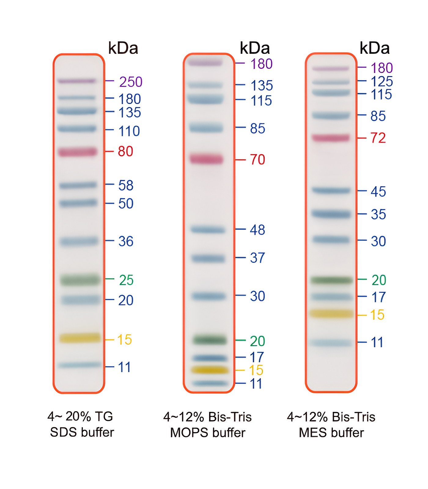 EZEE-12, 12 Pre-stained Proteins with molecular weights from 11 to 250 kDa 1x500ul vial